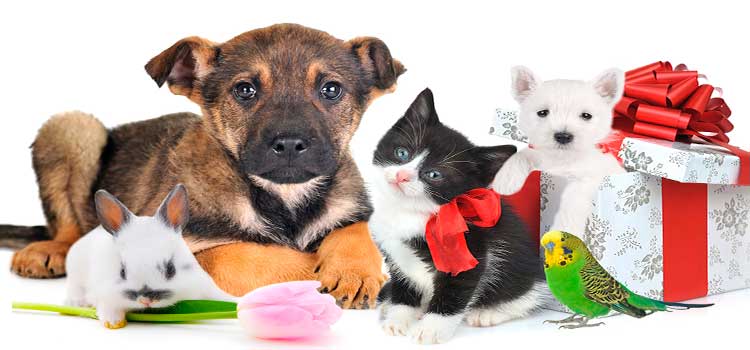 ideas-regalos-san-valentin-fondo-mascotas perro, gato, conejo y periquitos