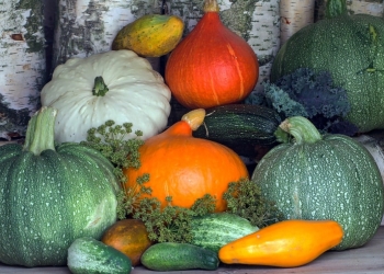 calabacin y calabaza en que se diferencian