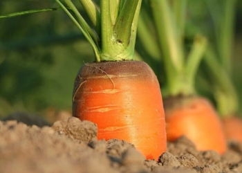 Cuando tendrias que haber plantado zanahorias para recogerlas ahora