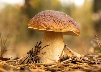 Desde que llueve hasta que sale el boletus, cuanto tarda