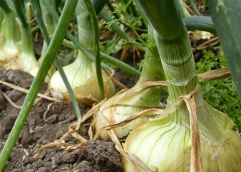 Cómo se cultiva la cebolla - Qué necesitas
