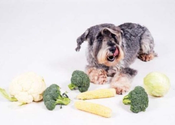 Se puede dar coliflor a los perros