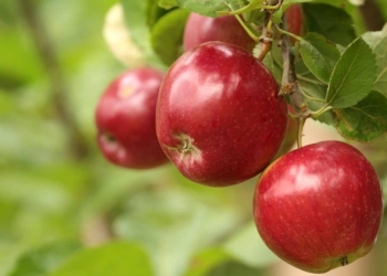 Beneficios de la manzana