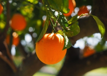 ¿Cuánto tiempo tarda en dar naranjas el naranjo?