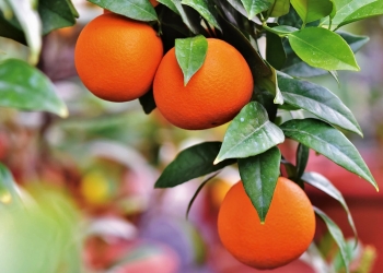 Tres naranjas en primer plano colgando de un árbol.