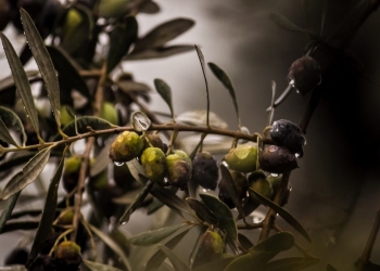 Cuánto tarda un olivo en empezar a dar su fruto