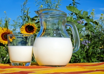jarra de leche en un campo de girasoles