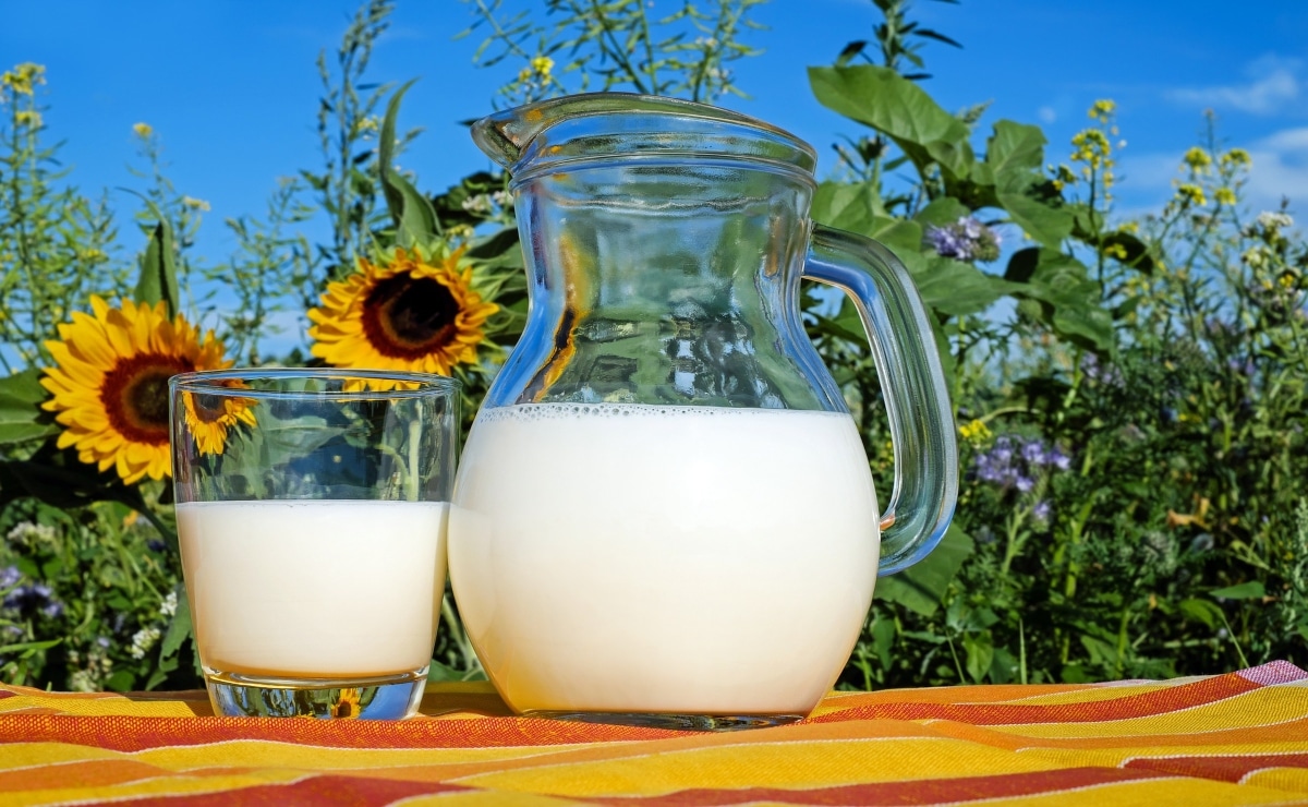 jarra de leche en un campo de girasoles
