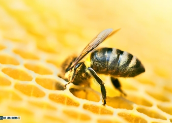 beneficios-miel-abeja