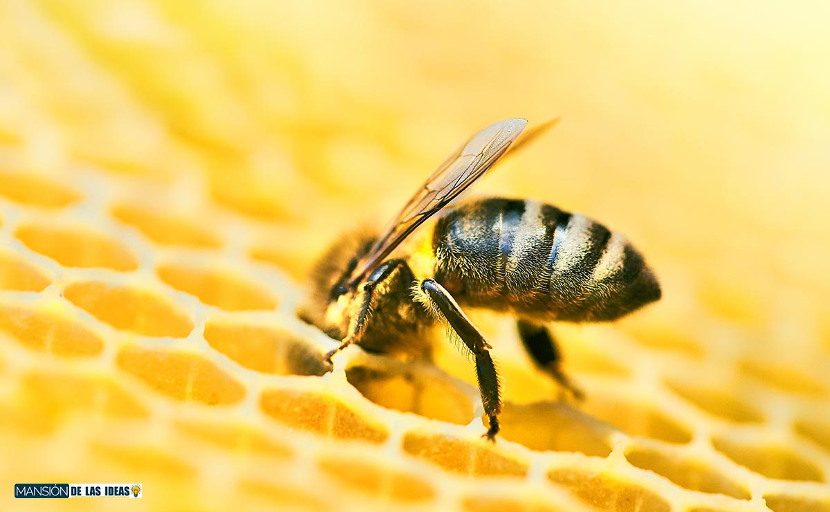 beneficios-miel-abeja