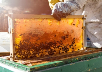 cogiendo un panal de abejas