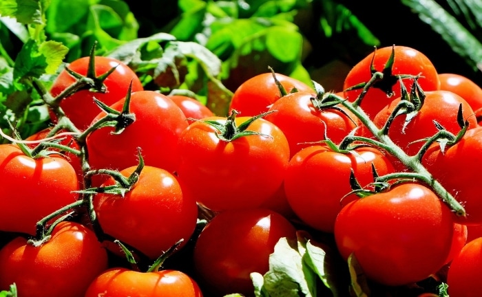 tomates en una bandeja con otras hortalizas