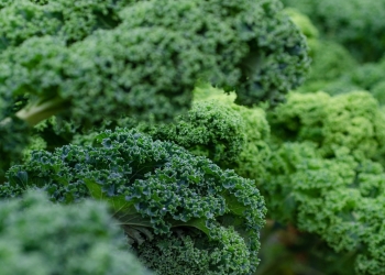 quien no puede comer kale