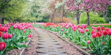 Plantar bulbos de tulipanes
