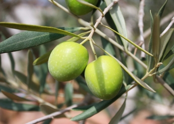 plantar aceitunas