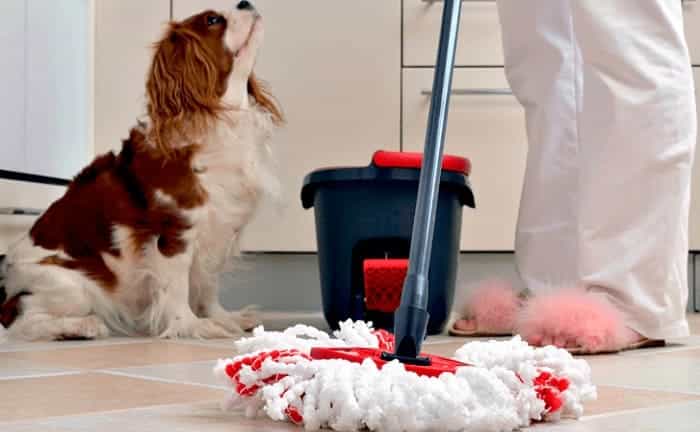 limpiar casa perro sucio
