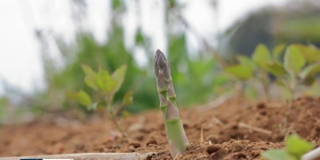 cómo plantar espárragos trigueros