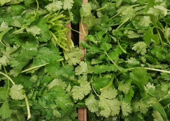 cilantro