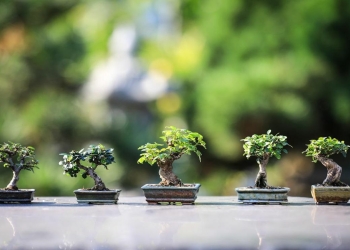 como plantar bonsai