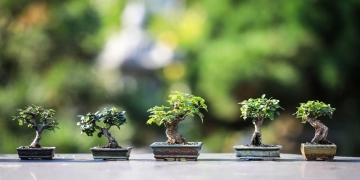 como plantar bonsai