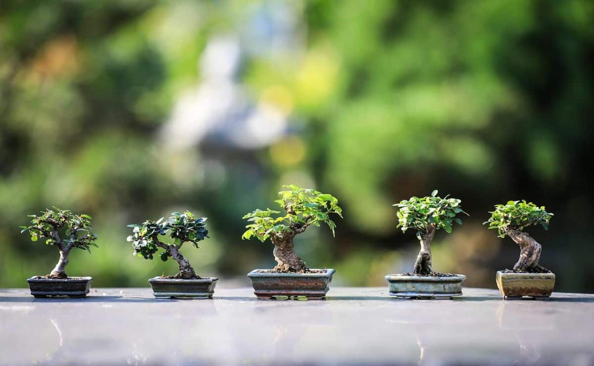 como plantar bonsai