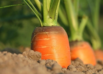 zanahorias