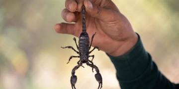 cómo ahuyentar alacranes