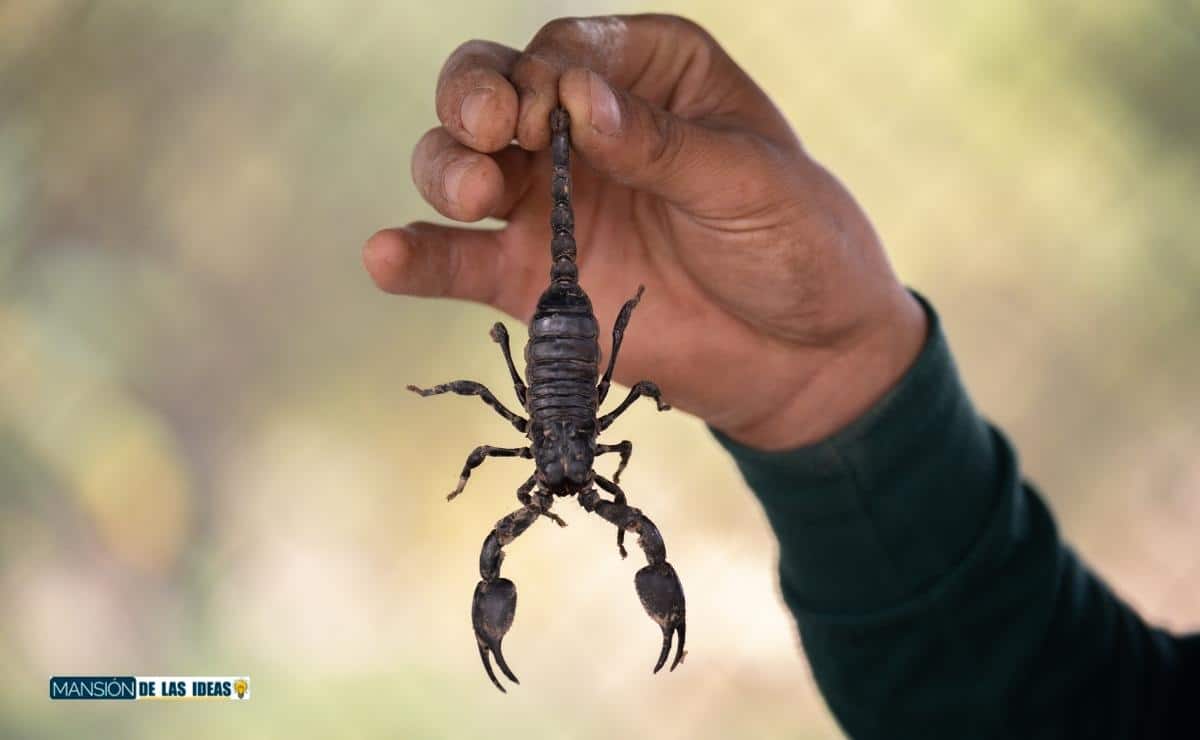 cómo ahuyentar alacranes