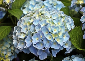 como cambiar el color de las hortensias