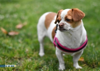 cómo hacer arnés perro