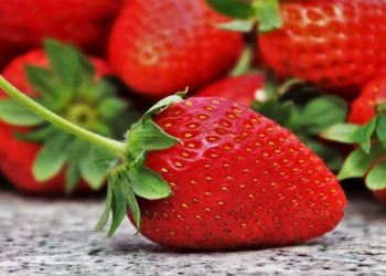 como plantar fresas