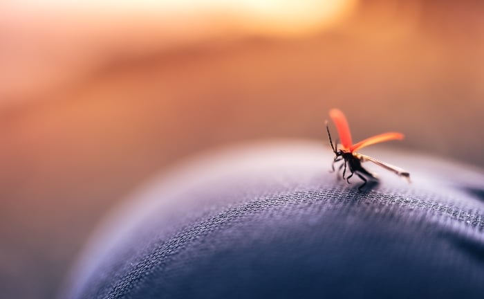 un mosquito sobre una superficie