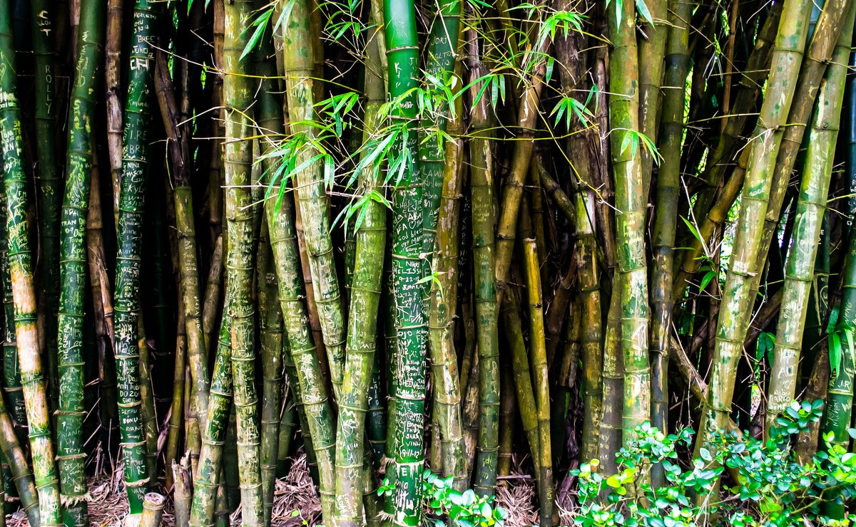 cómo cultivar bambú