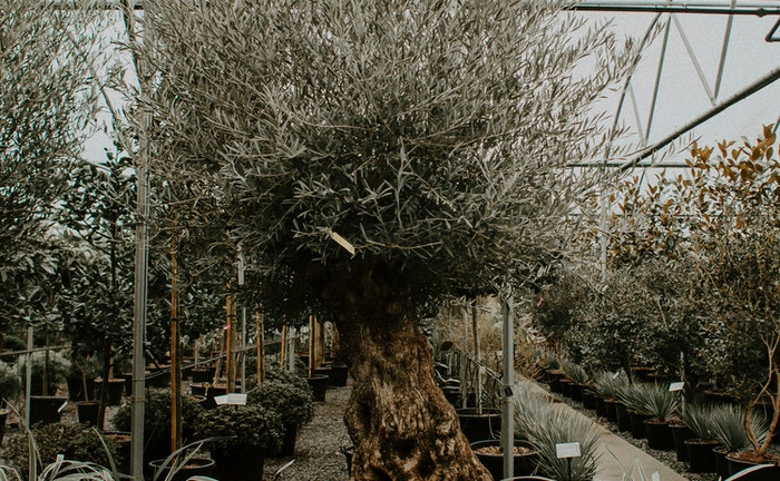 cuidar el jardín botánico paso a paso