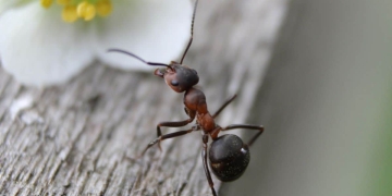 hormigas en casa
