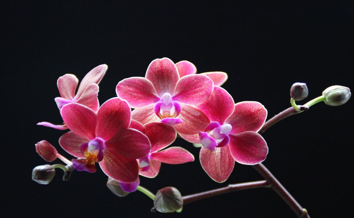 causa de la caida de las flores de orquideas
