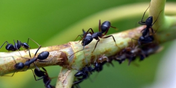 como acabar con las hormigas