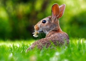 como ahuyentar conejos del jardin