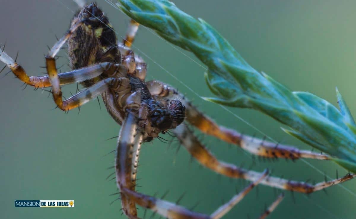 cómo eliminar arañas grandes