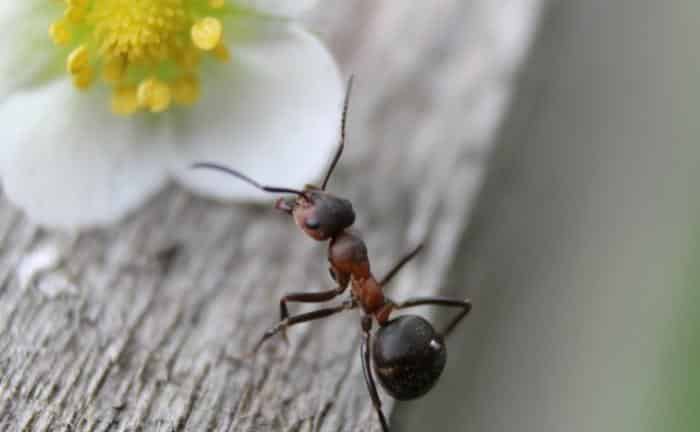 cómo eliminar hormigas