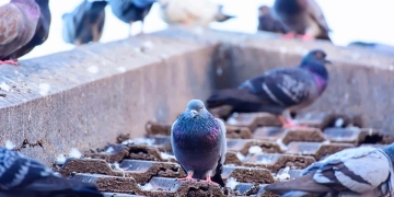 cómo espantar palomas techo