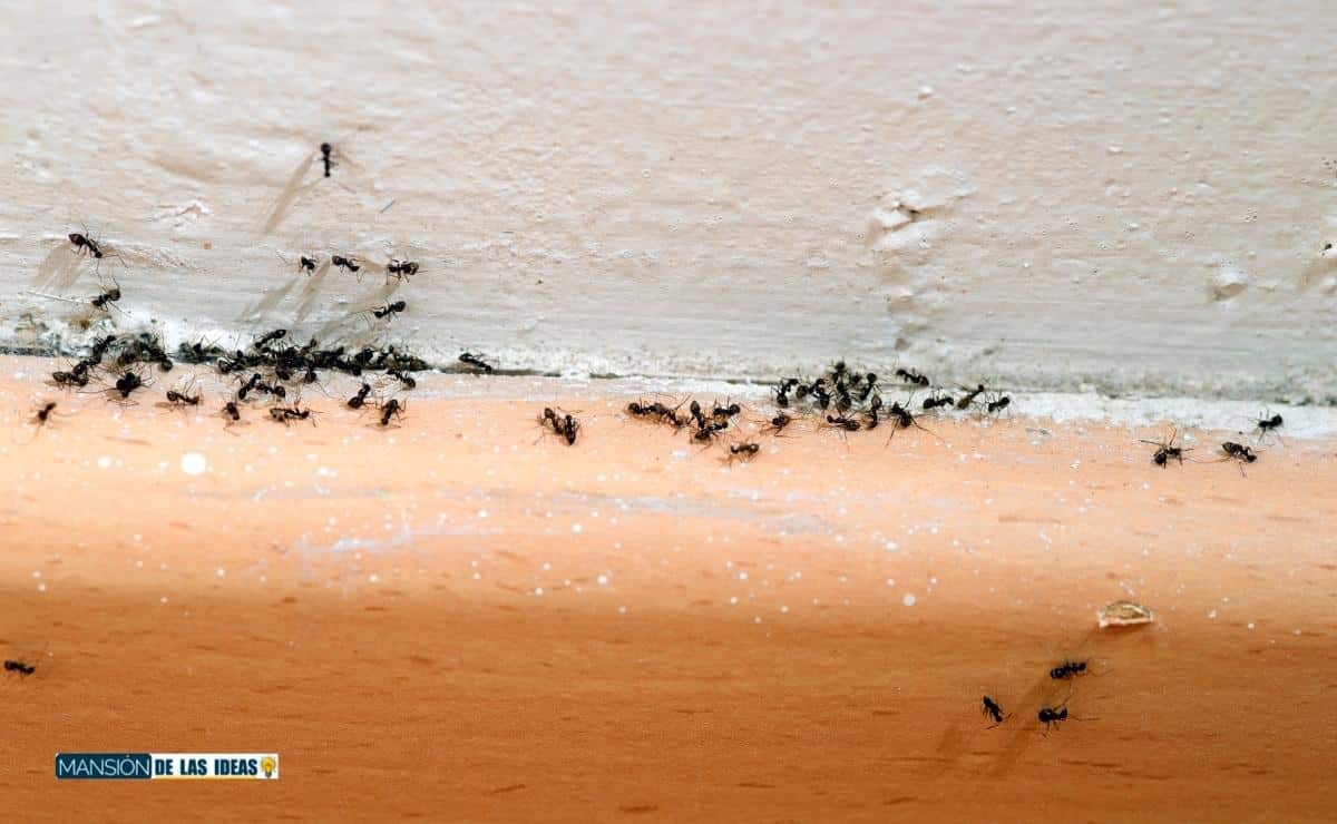 cómo evitar hormigas casa