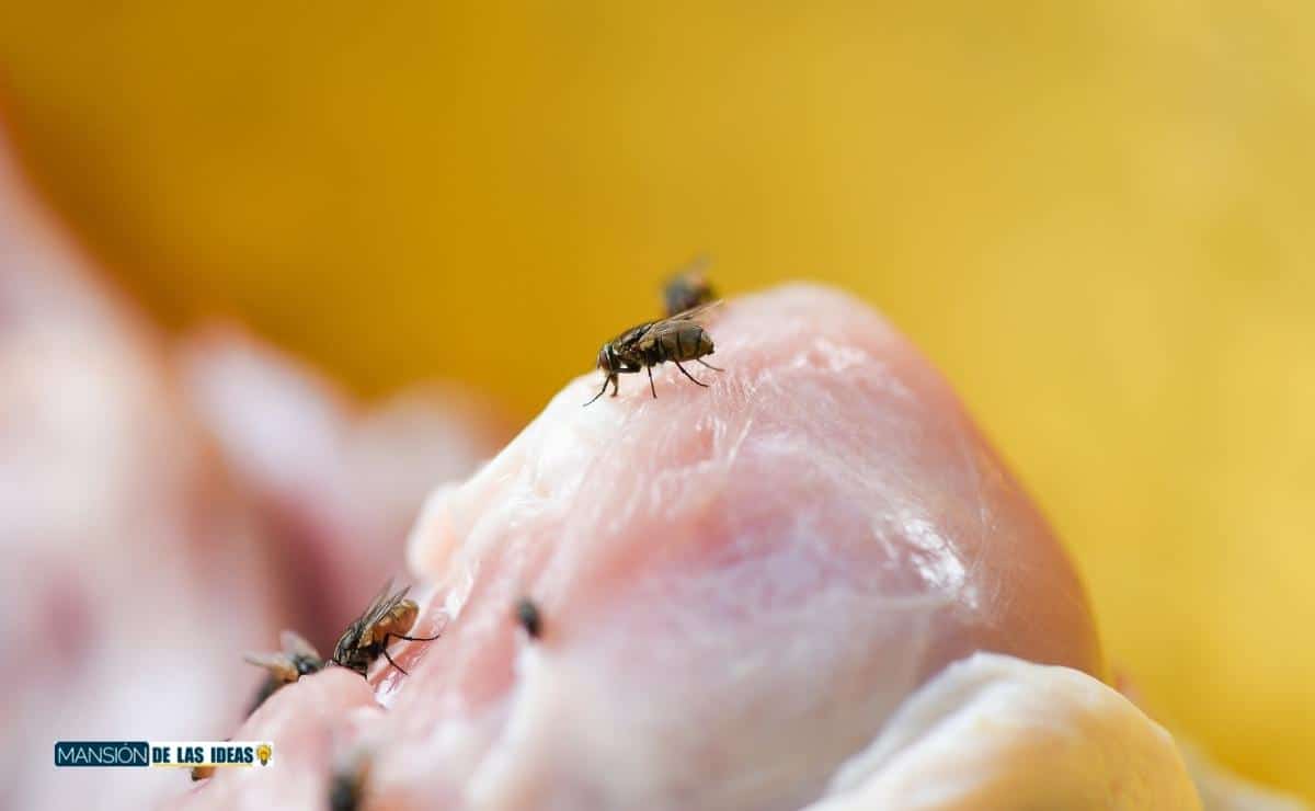 cómo evitar moscas casa