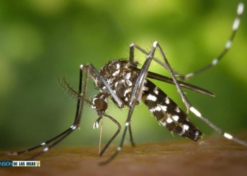 cómo matar mosquitos tigre