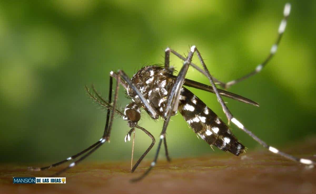 cómo matar mosquitos tigre