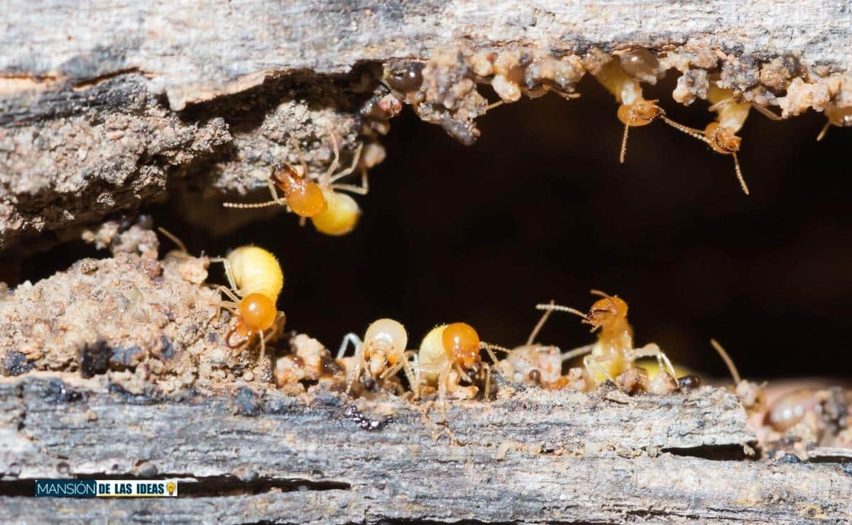 cómo proteger muebles termitas