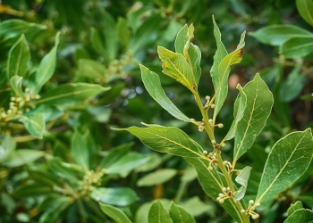 consejos para cuidar laurel