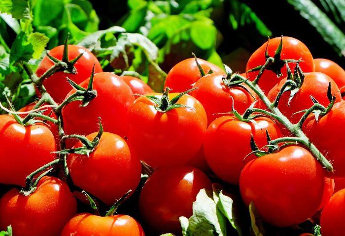 control plagas tomatera
