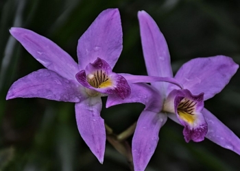 cuidado de las orquídeas durante el invierno