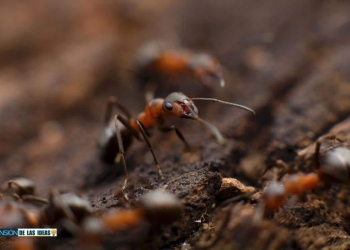 eliminar hormigas naturalmente